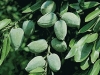 Prunus Dulcis Texas - Amandier